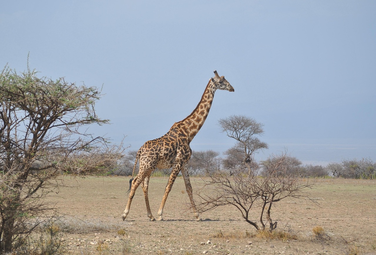 Best Kenya Safari Packages for First-Time Travelers