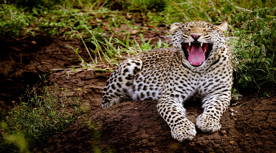 Selous National Park Safari