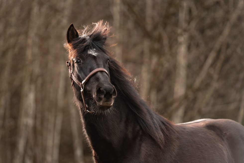 Best Private Horse-Riding Tour Near Moshi Urban