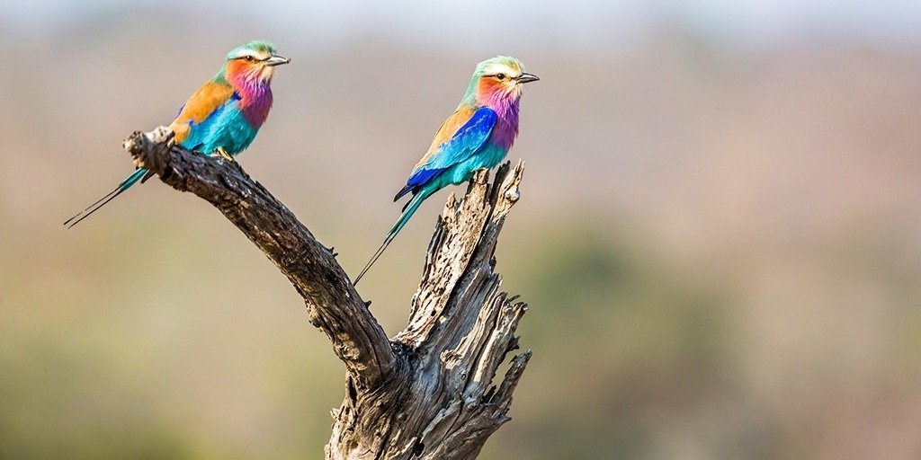Selous National Park Safari