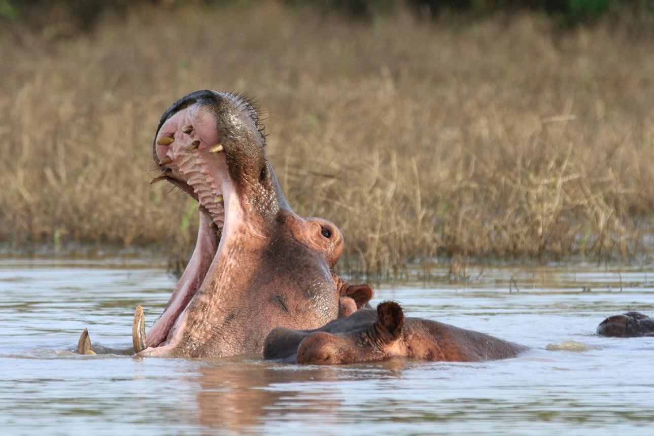Best Tanzania Safari Packages from Saudi Arabia: Luxury and  Affordable Tours