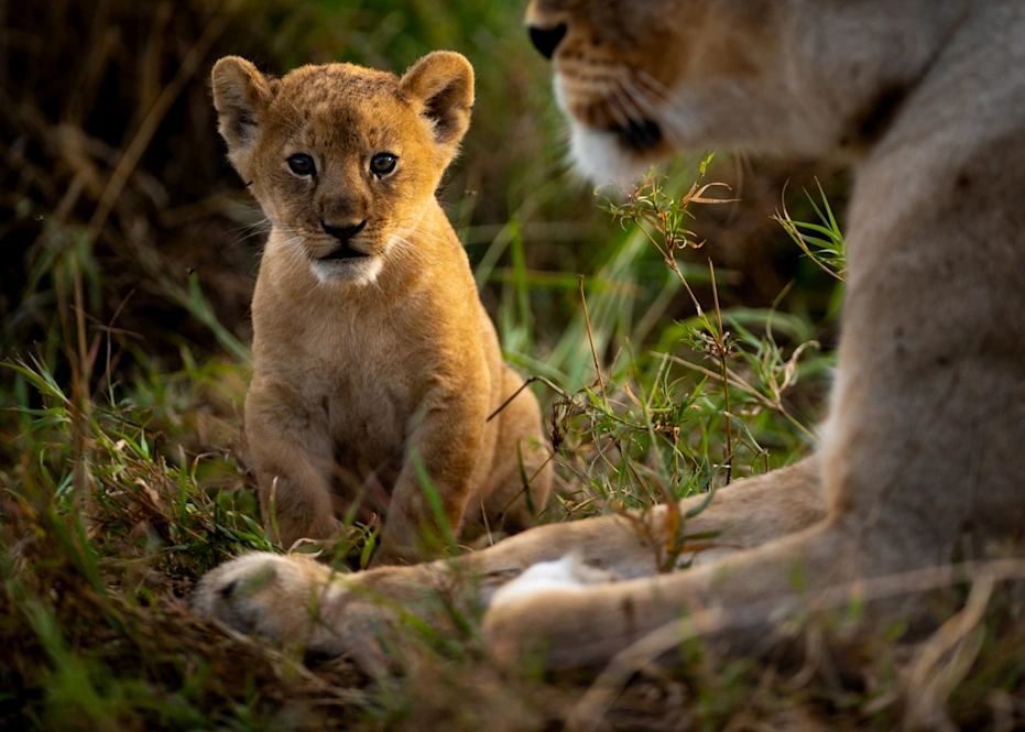 Selous National Park Safari