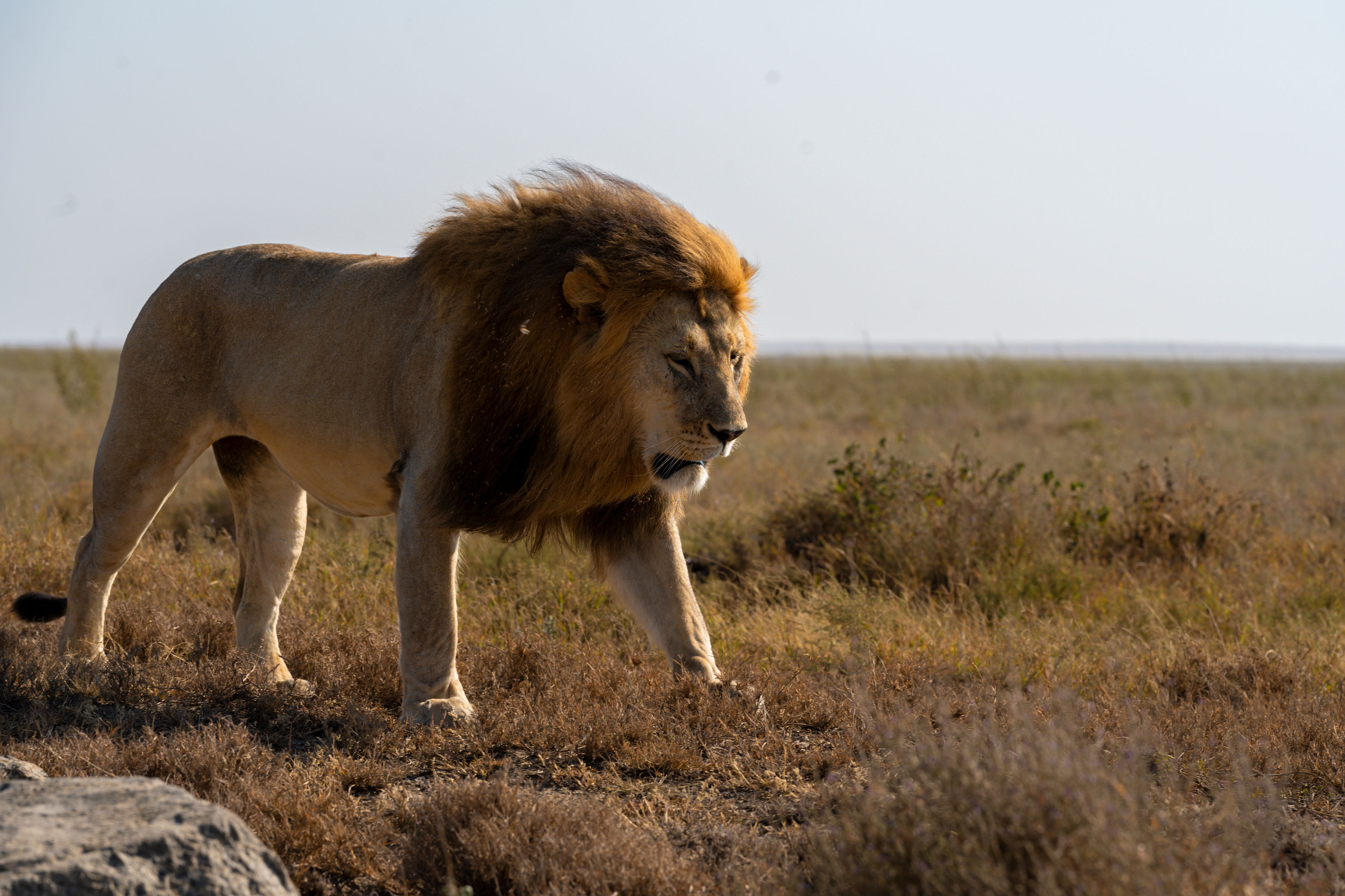 Best Tanzania Tours from Australia 2026–2027: Safari Packages and Holiday