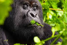 Selous National Park Safari