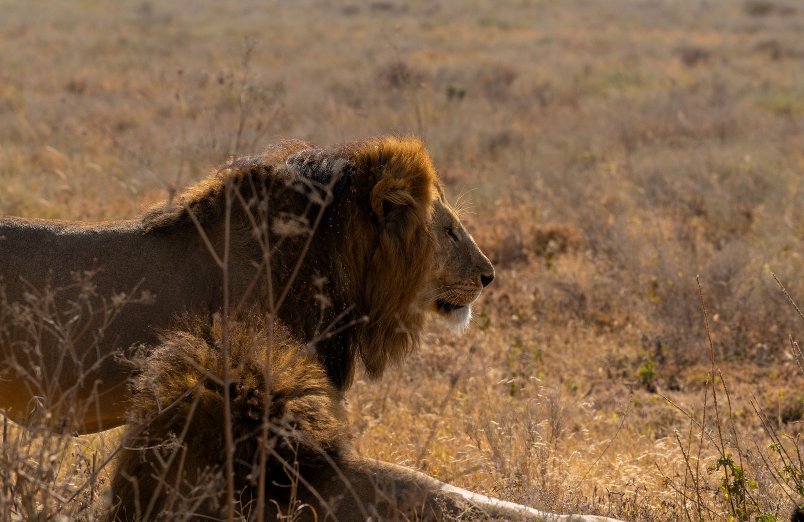 Best Time to Visit Tanzania for Wildlife Safaris: Month-by-Month Guide