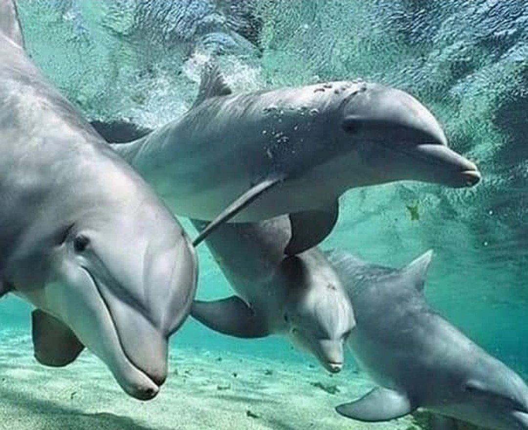 Selous National Park Safari