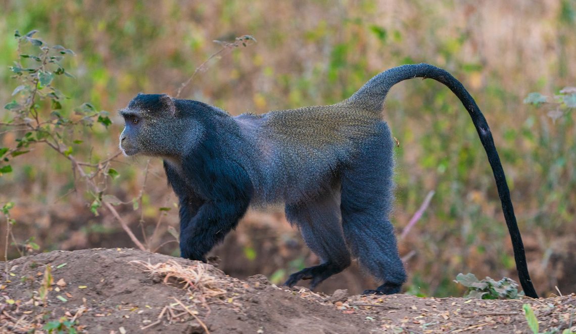 Can You Tip in USD in Tanzania?