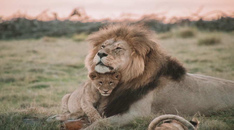 Day-Trip Safari from Dar es Salaam to Mikumi National Park 2026-2027