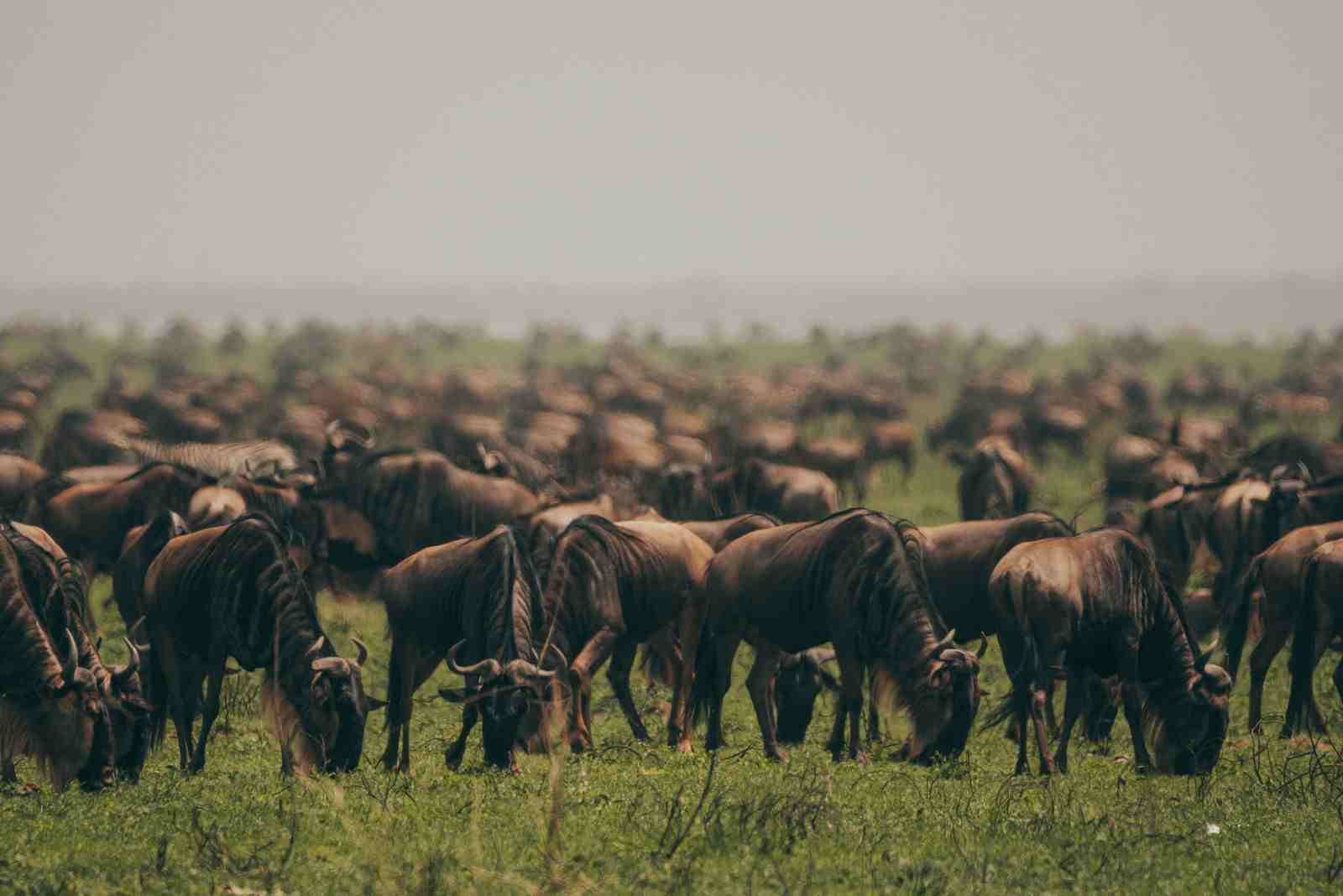 El mejor paquete de safari de lujo de 7 días en Tanzania (2026-2027)