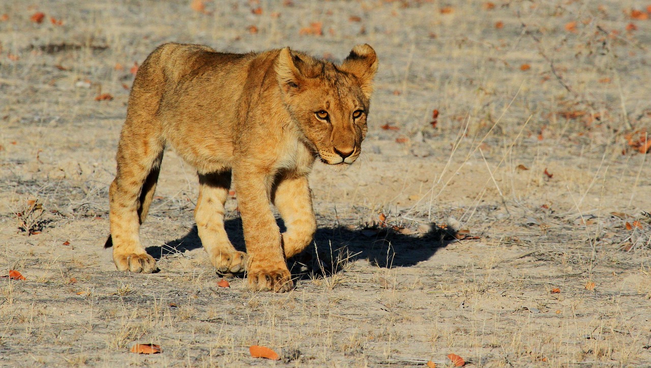 Family-Friendly Safari Experiences in Kenya