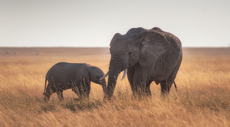 How Large Is Serengeti National Park?
