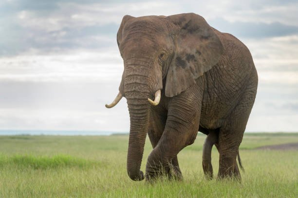 Itinéraire de safari de luxe de 4 jours en Tanzanie (2026–2027–2028)