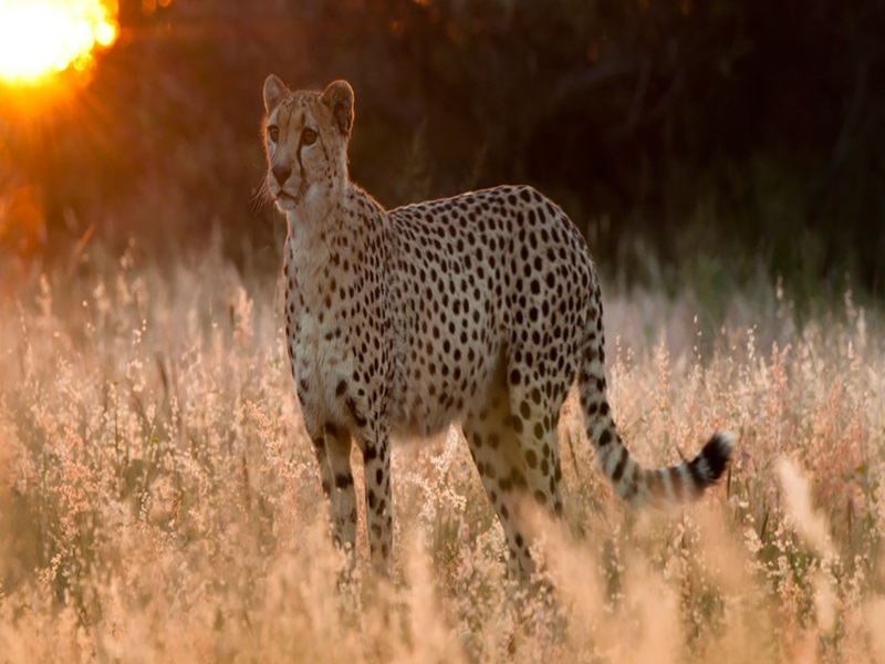 Ngorongoro Crater Day Trip 2026-2027