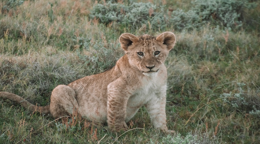 Nyerere National Park / Selous Walking Safari Day Trip 2026-2027