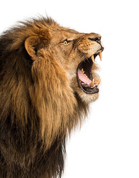 Safari de lujo clásico de 6 días en Tanzania (2026-2027)