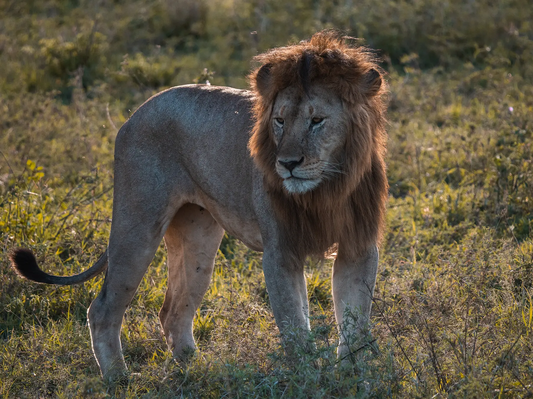 Safari de luxe classique de 3 jours en Tanzanie (2026–2027)