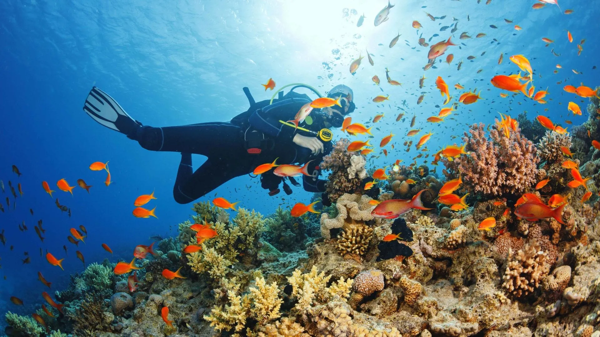 Scuba Diving in Zanzibar: Everything You Need to Know Before You Go