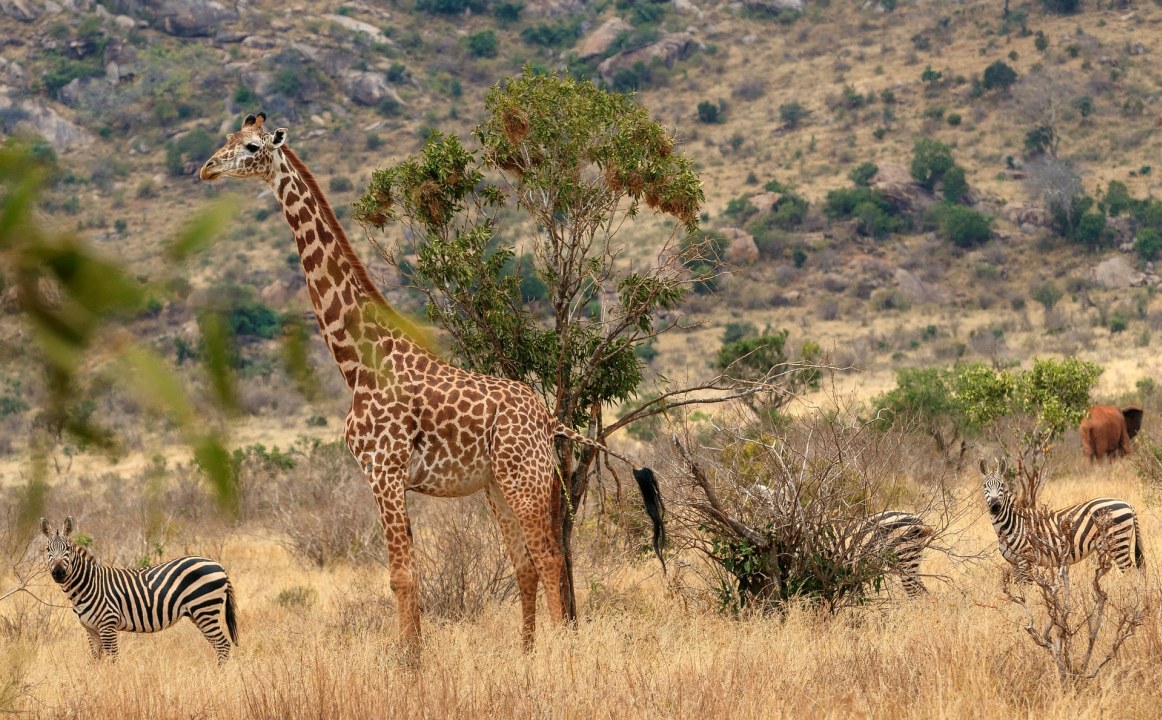 Selous Safari 2 Days from Dar es Salaam