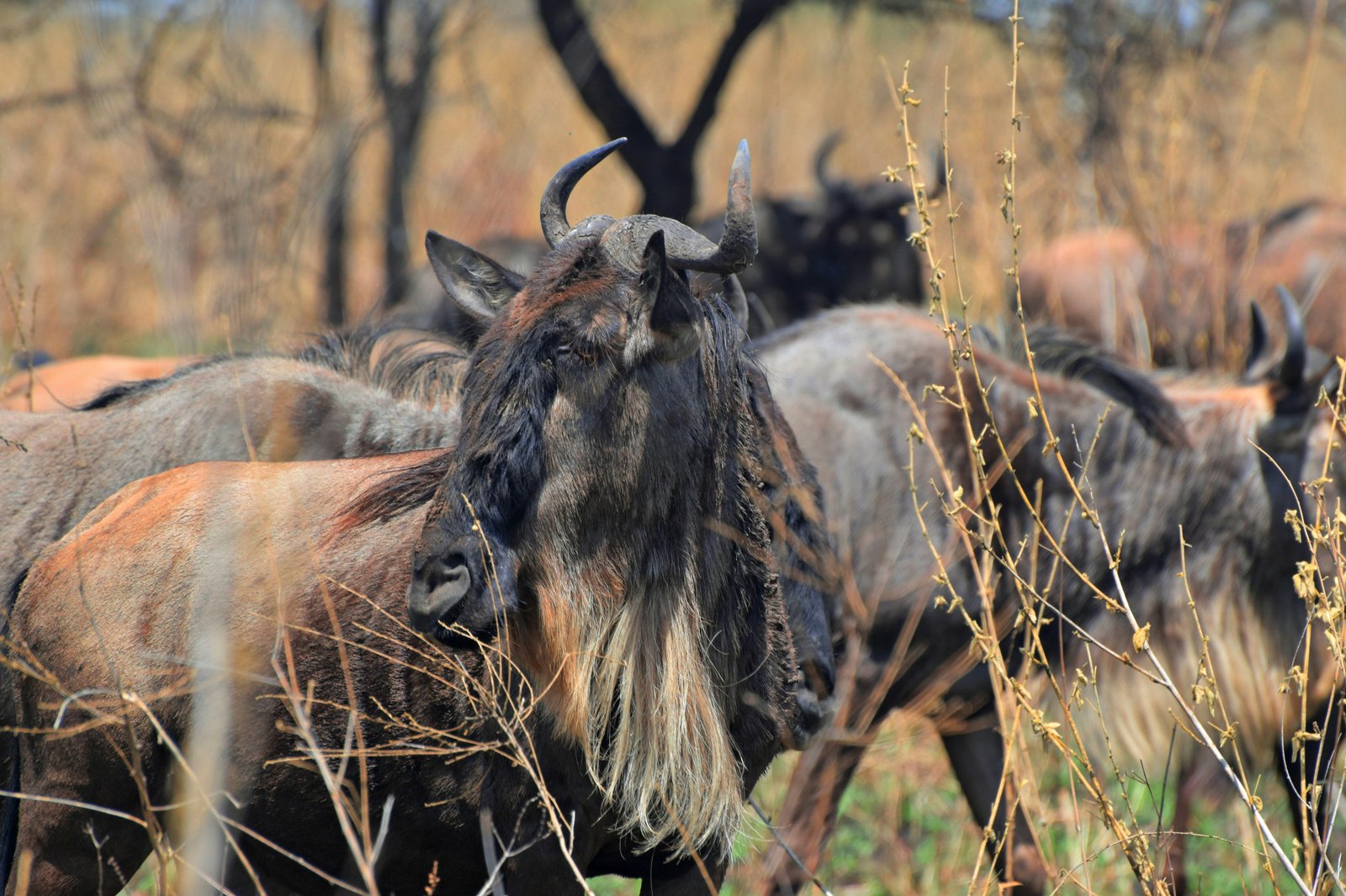 Serengeti Migration in Ndutu January 2027 | Rede Tours