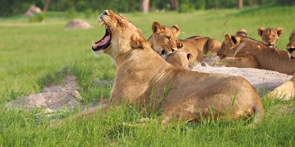 Selous National Park Safari