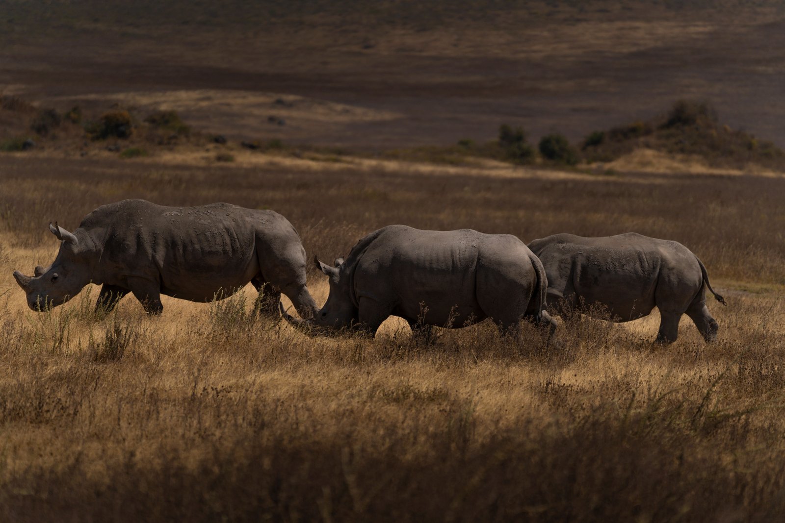 Tanzania Safari in January 2026