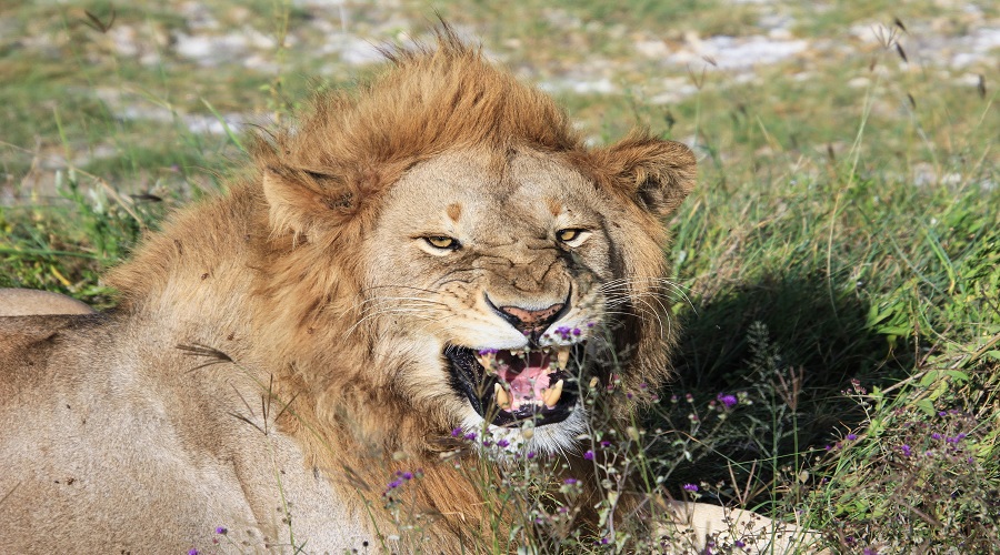 The Difference Between a Luxury Safari and a Budget Safari