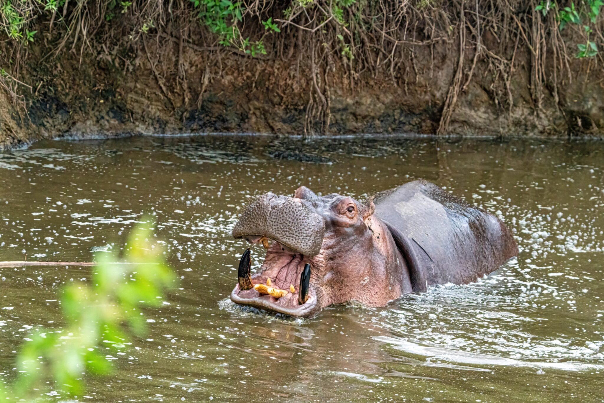Top 5 Hidden Gems in Mikumi National Park for Wildlife Lovers