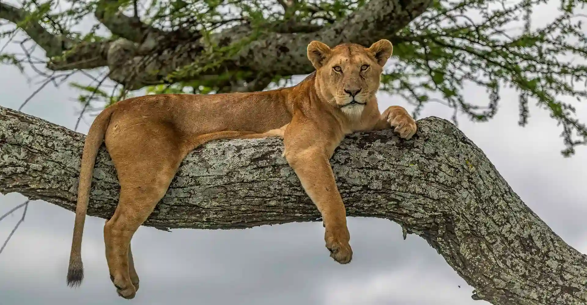 Top Premium Tanzania Safari Travel Packages 2026