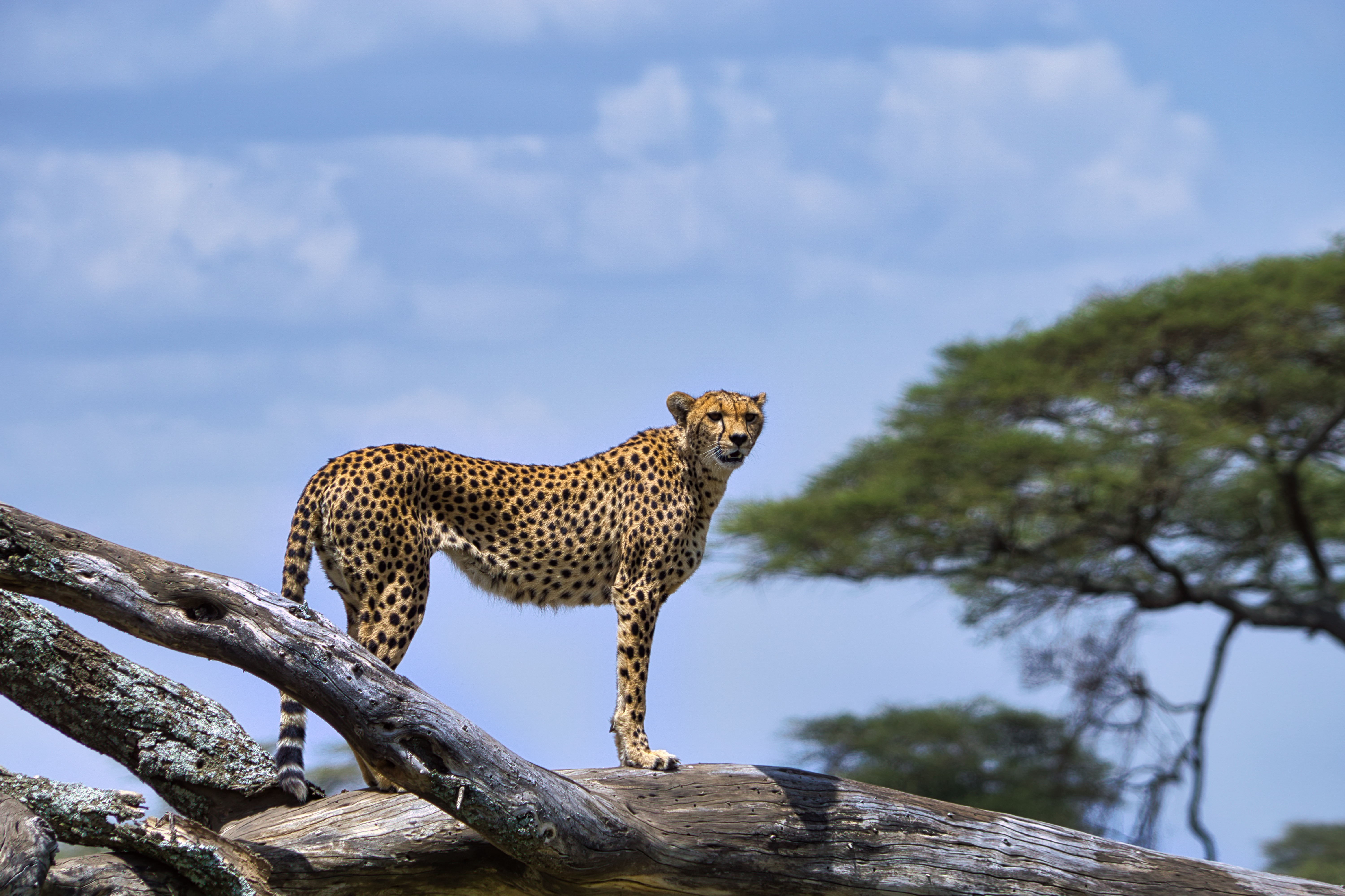 Top Safari Destination for Taiwanese Travelers 2026-2027
