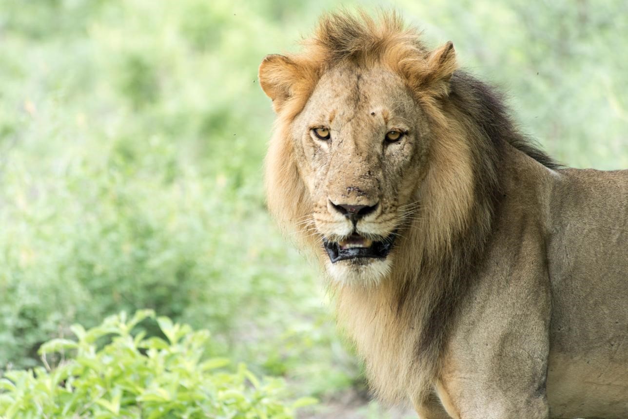Top Tanzania Tours from Canada 2026–2027.