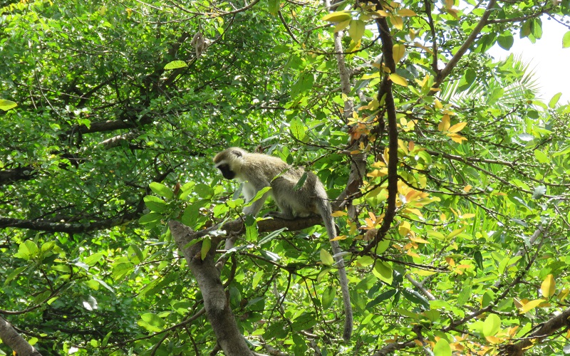 Udzungwa Mountains Waterfall Hiking Day Trip 2026-2027