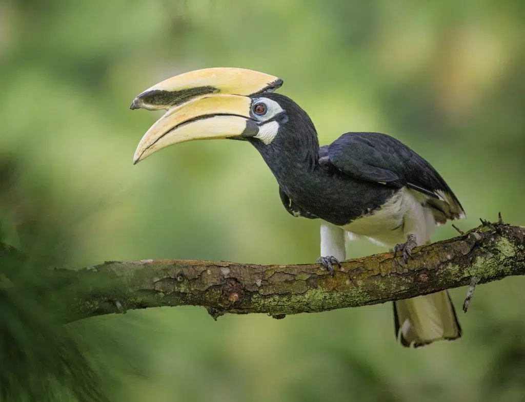 What Are the Best Times for Bird Watching in Mikumi National Park?