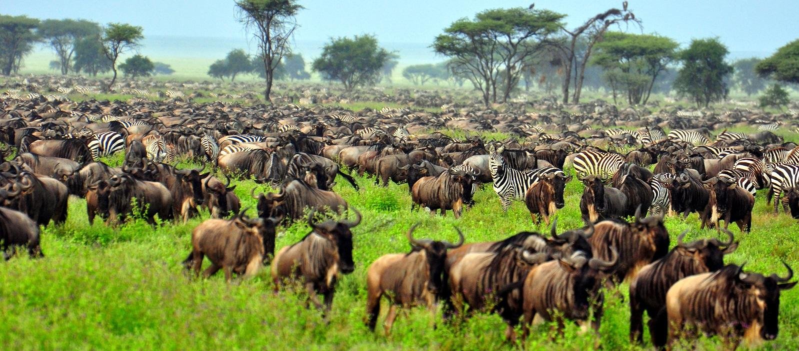 Where Can You See the Great Migration in Tanzania? Best Places and Times to Go