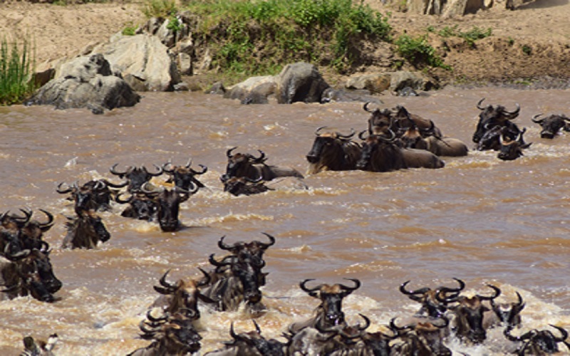 Wildebeest Migration Safaris with Grummet River Crossing