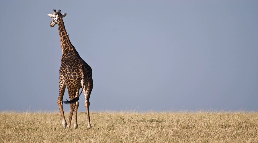 Best 4-Day Tanzania Safari Tour Itinerary for 2026/2027