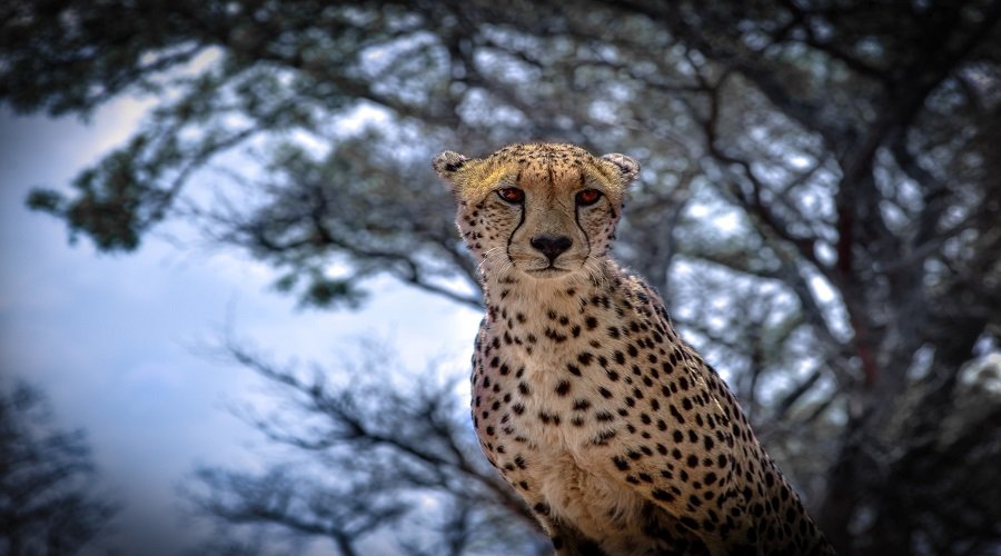 5-Day Tanzania Wildlife Safari