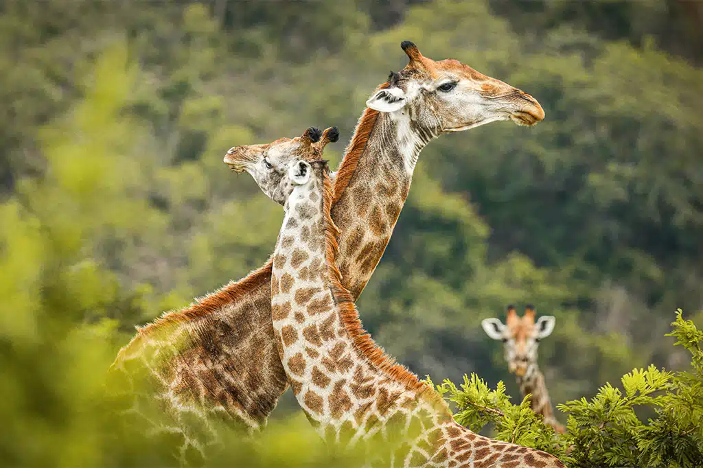 1 Day Arusha National Park Safari