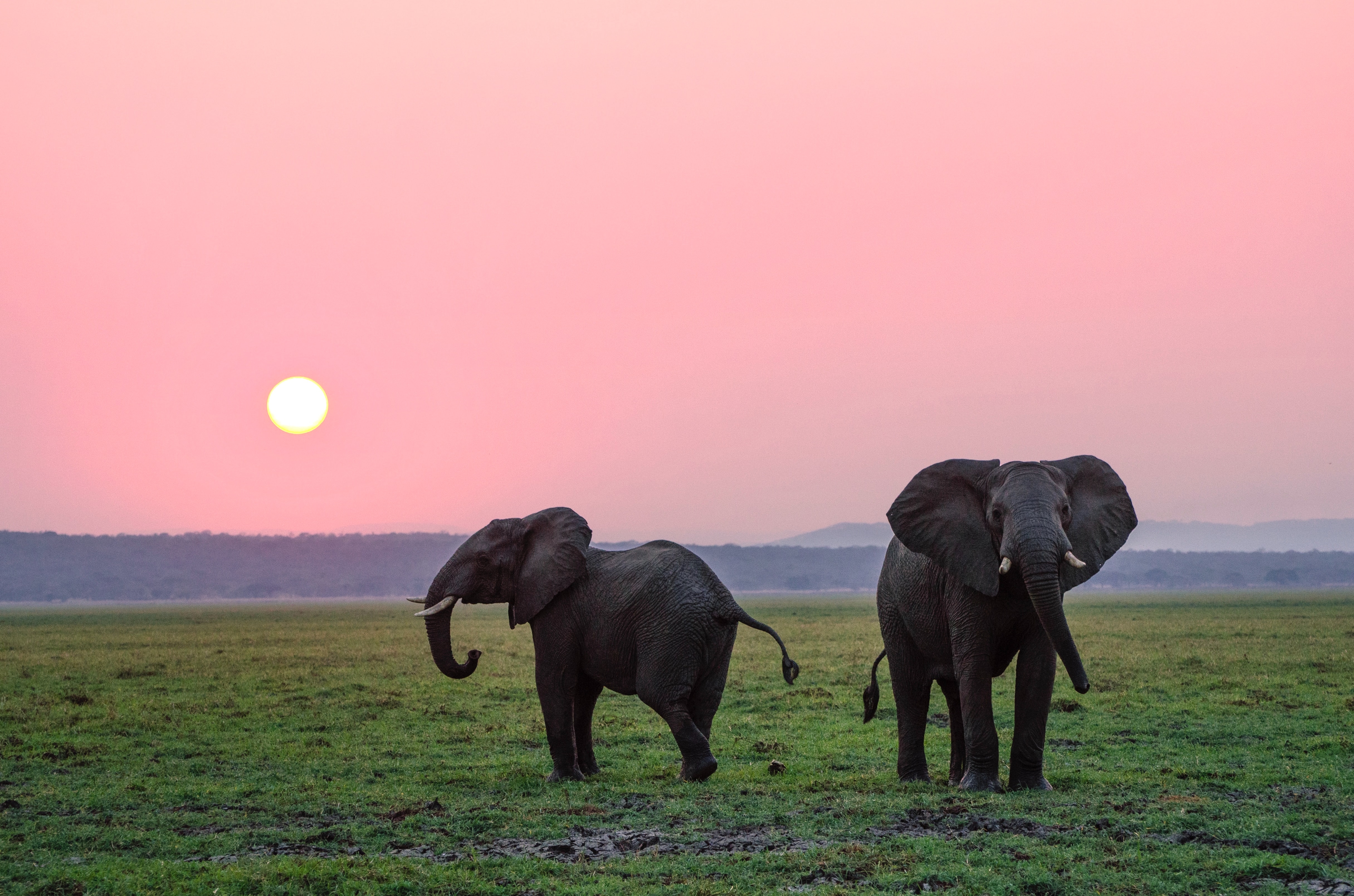 Elephants in Tarangire
