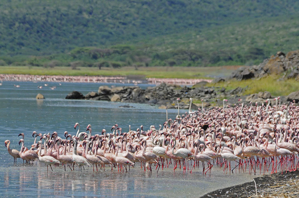 Kenya Luxury Safari Packages 2026-2027