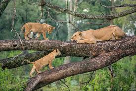 Lake Manyara Tree-Climbing Lions