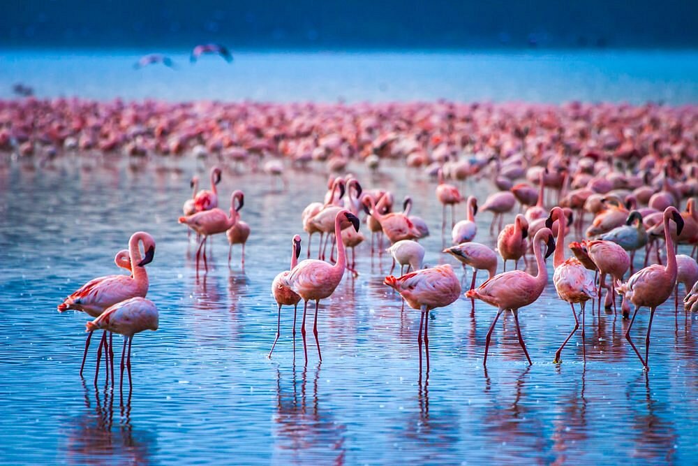 5 Days Lake Nakuru, Lake Naivasha & Amboseli Safari