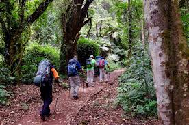 Day 1 of 8 Days Kilimanjaro climbing via Lemosho at Mti Mkubwa Camp Day 1 of 8 Days Kilimanjaro climbing via Lemosho at Mti Mkubwa Camp