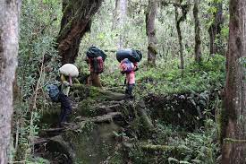 Day 3 of 8 Days Kilimanjaro climbing via Lemosho at Shira 2 Camp Day 3 of 8 Days Kilimanjaro climbing via Lemosho at Shira 2 Camp
