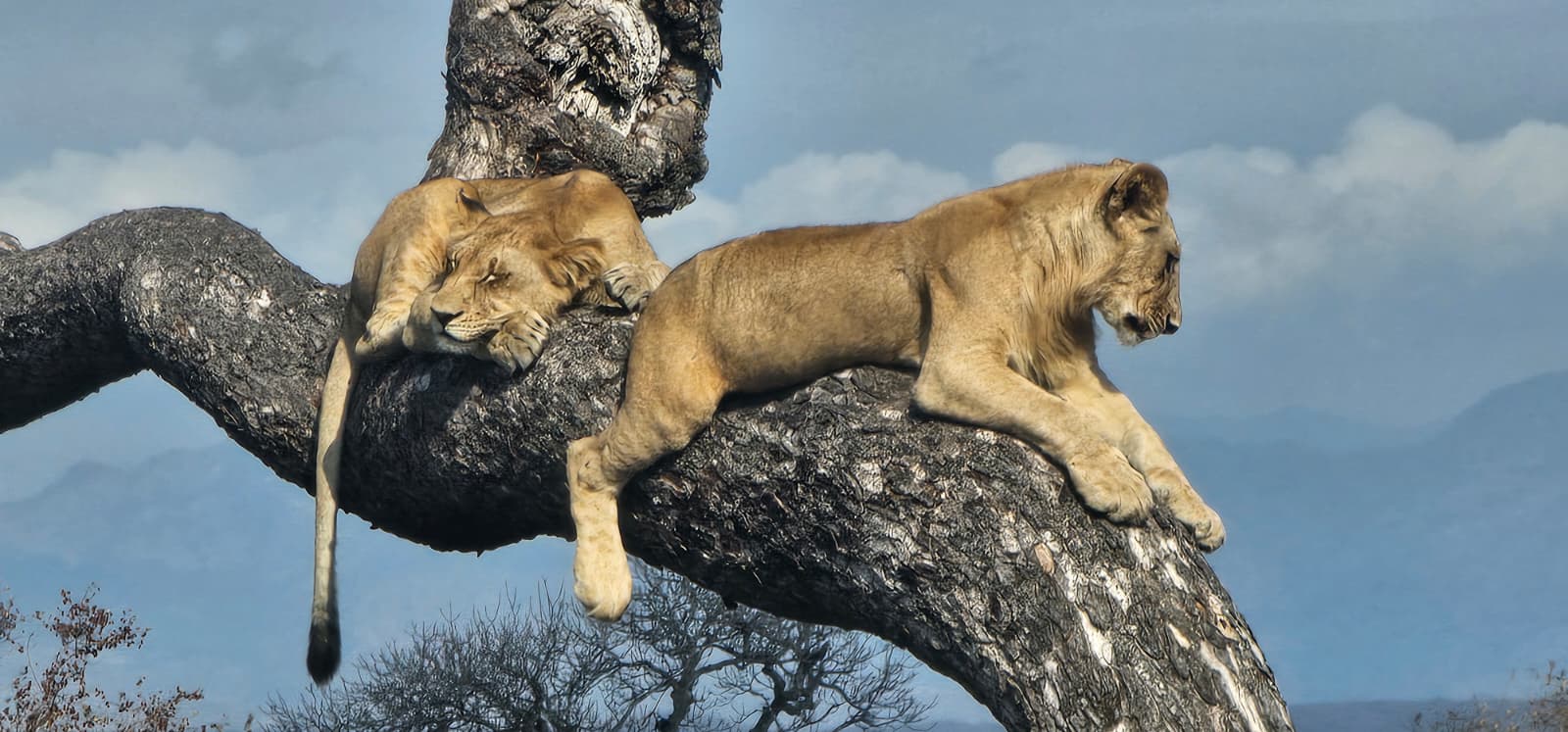 Lion Safari Experience Lion resting in Serengeti National Park during a safari