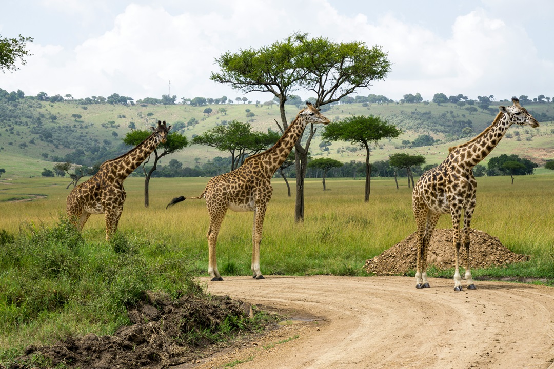 4 Days Luxury Safari to Masai Mara and Lake Nakuru