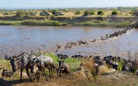 3 Days Luxury Serengeti Migration Safari