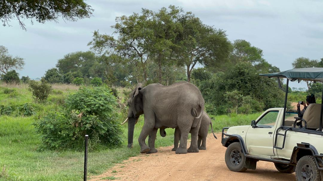 2 Days Mikumi Safari from Zanzibar