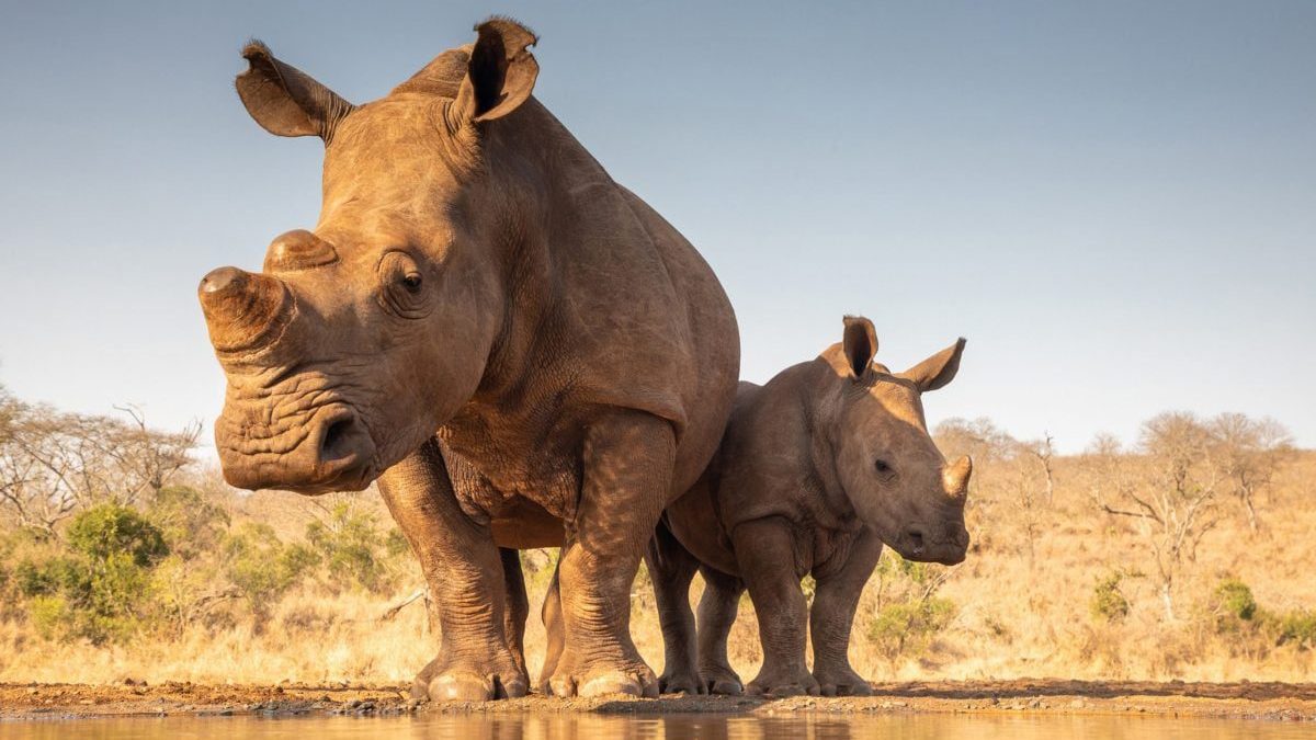 Affordable 2 Days Mkomazi National Park from Moshi in 2025, 2026 & 2027