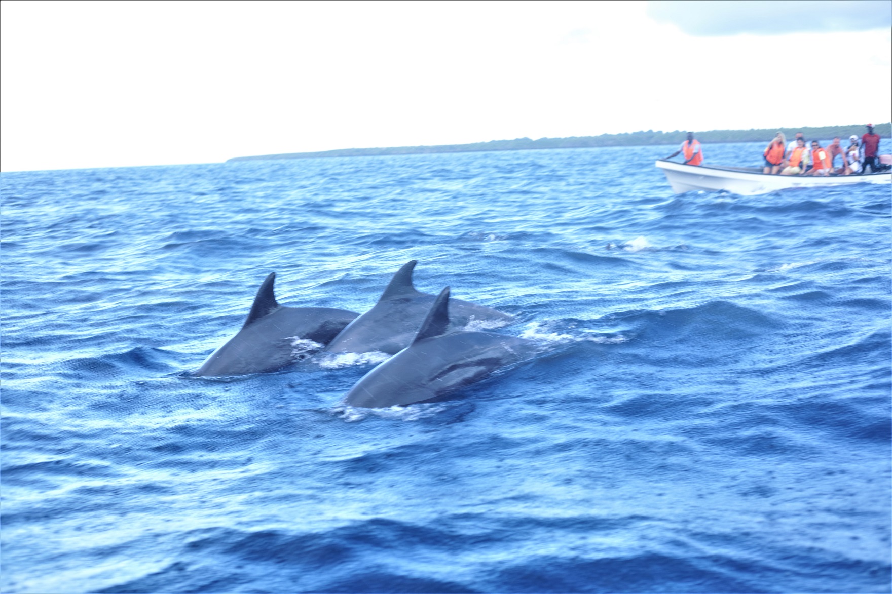 Dolphin Tour in Zanzibar