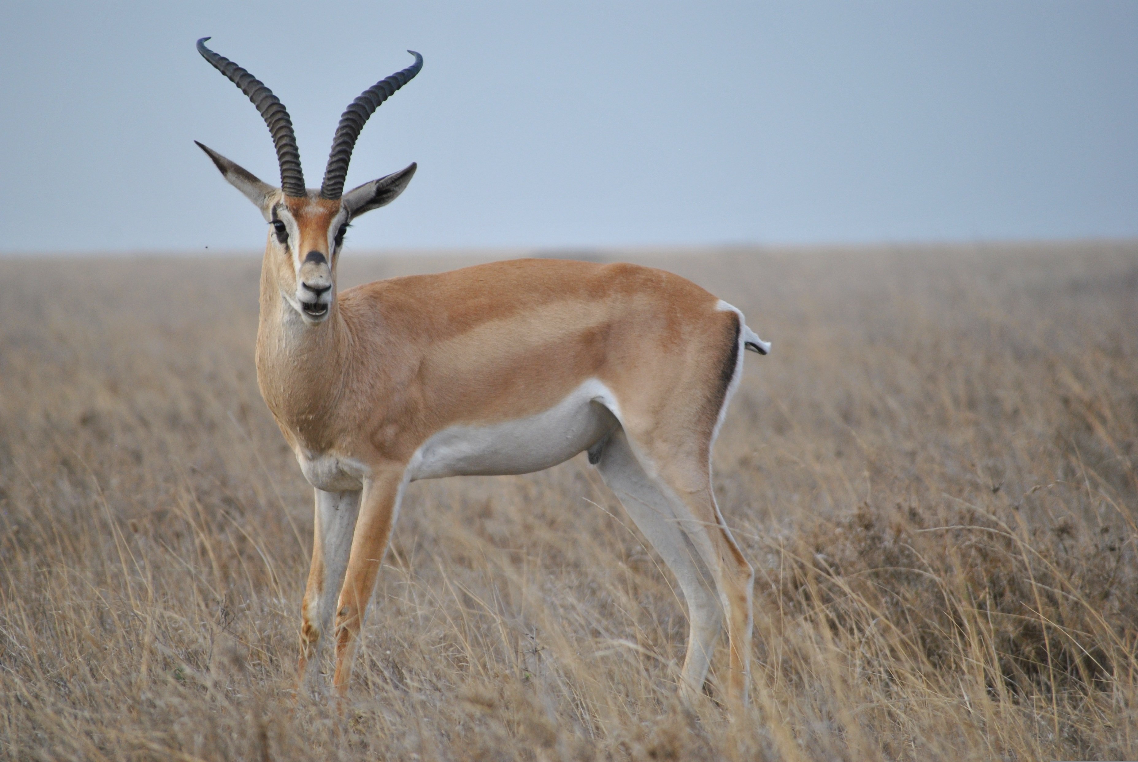 Antelope at Tanzania